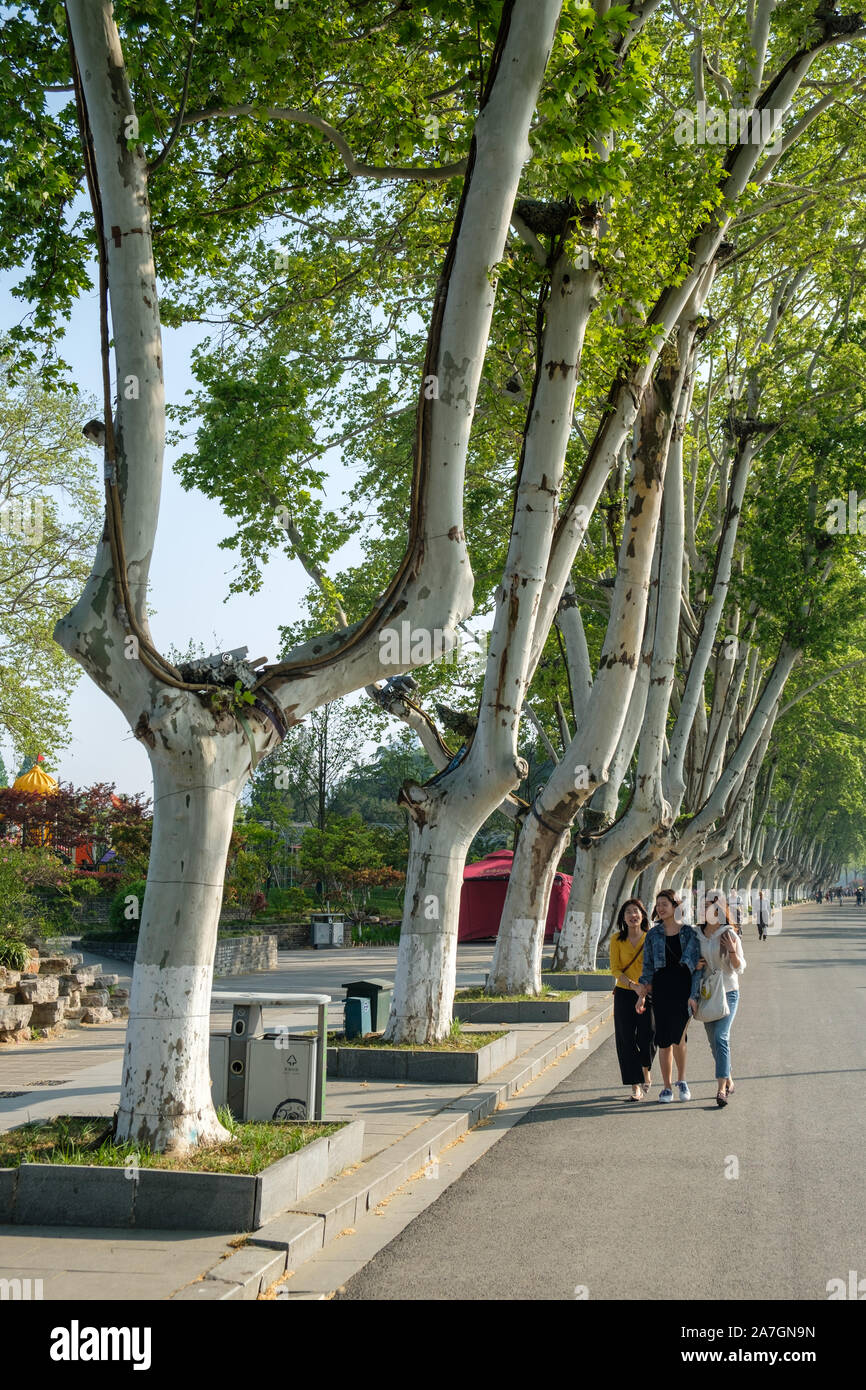 Londres platanes (Platanus x acerifolia) sur Huan Isle par Lac Xuanwu, Nanjing, Jiangsu Province, China Banque D'Images