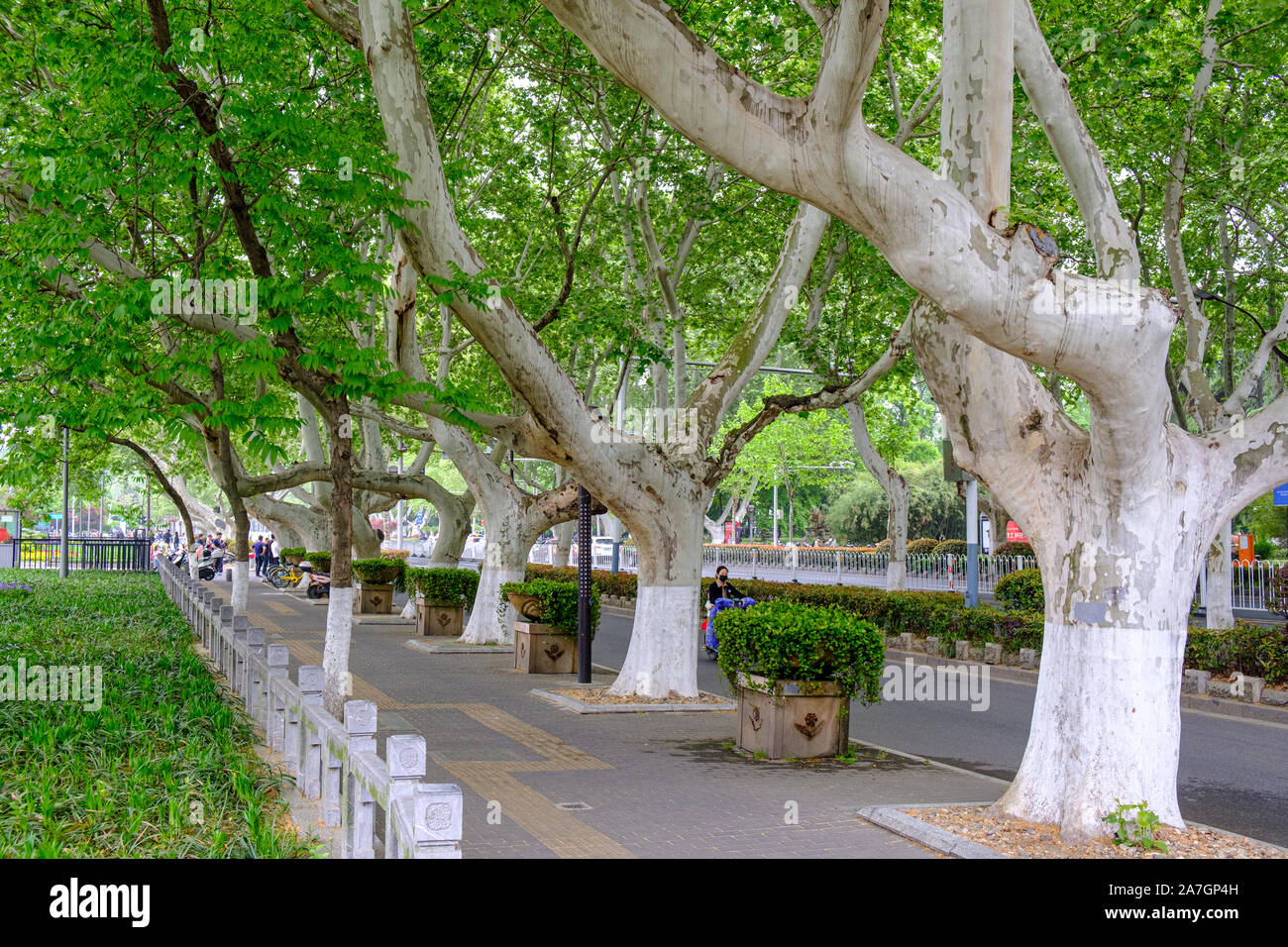 Zhongshan East Road, à Nanjing, Shanghai, Nanjing, Jiangsu Province, China Banque D'Images
