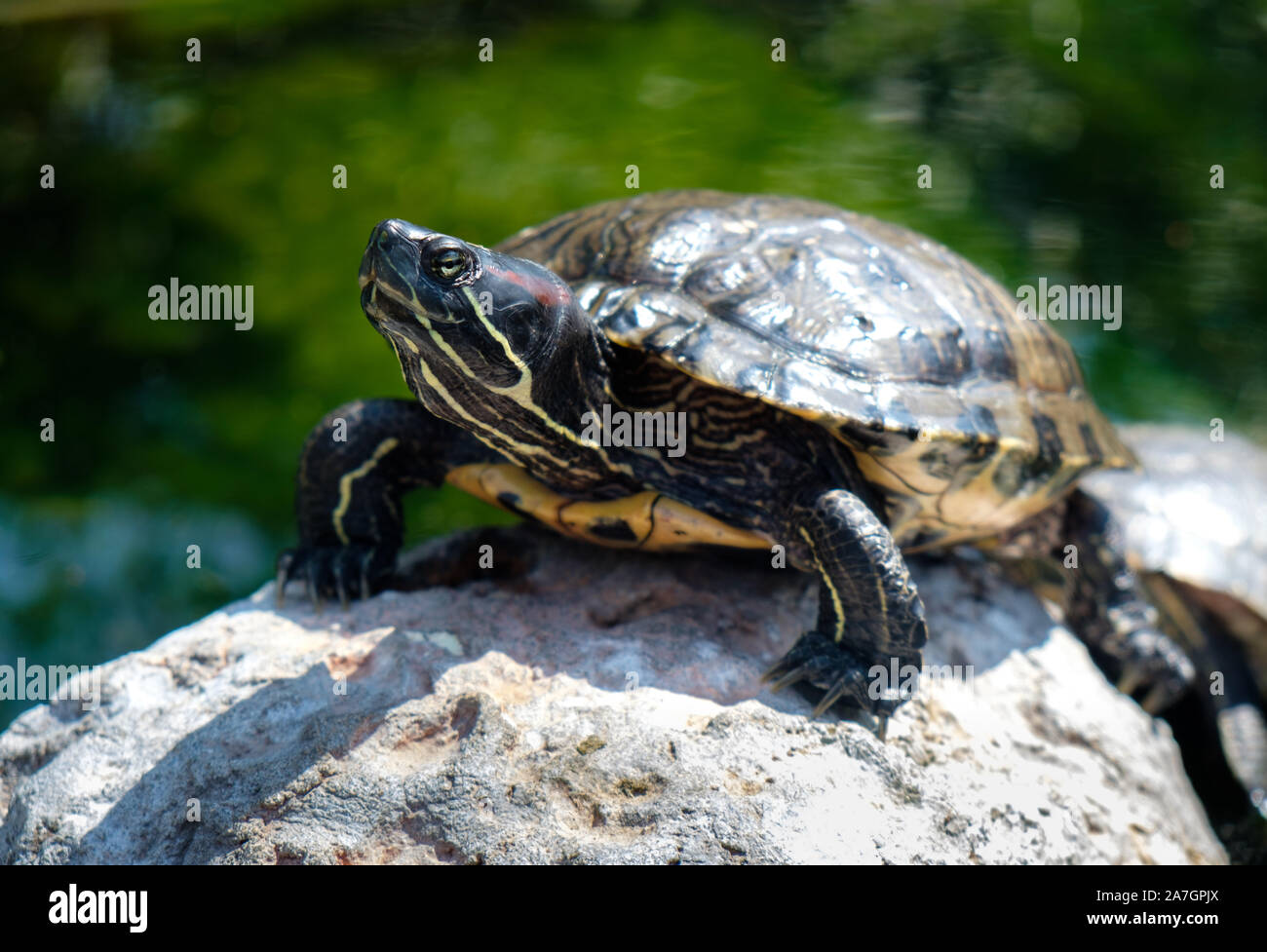 Dans les zones humides de tortues à l'Aquarium Océanographique volière à la Cité des Arts et des Sciences de Valence, Espagne Banque D'Images