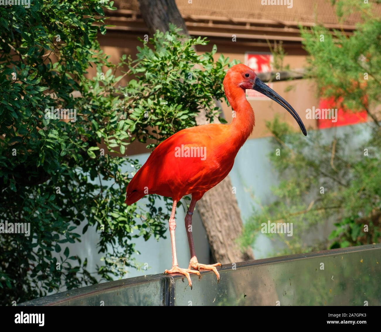 Volière d'oiseaux exotiques dans les zones humides à l'Aquarium Océanographique de la Cité des Arts et des Sciences de Valence, Espagne Banque D'Images