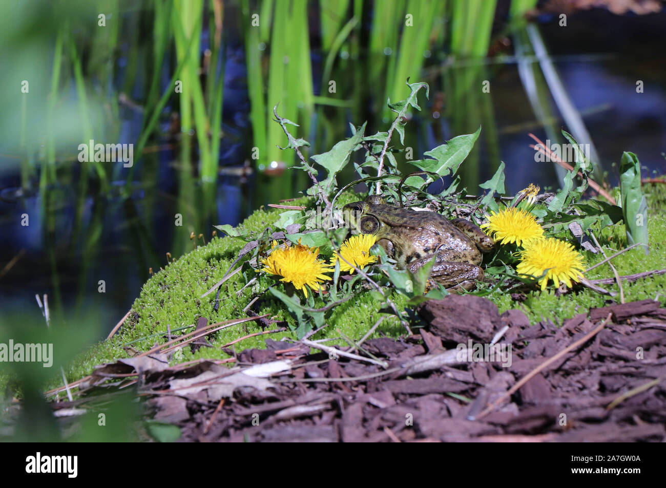 Grenouille au soleil Banque D'Images