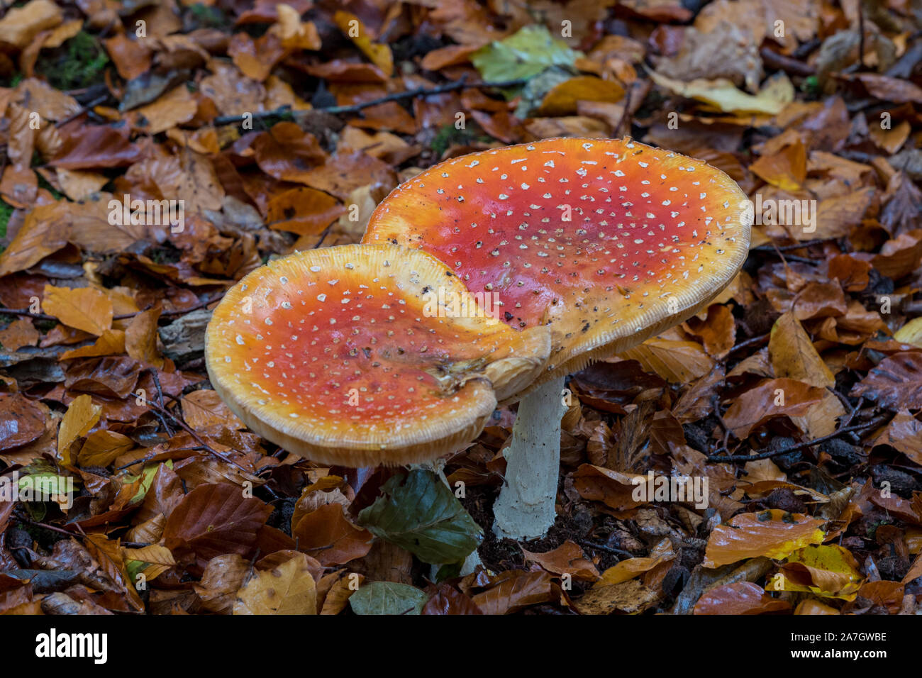 Champignon champignons champignons agaric fly dans la saison d'automne dans le new forest toadstool. Banque D'Images