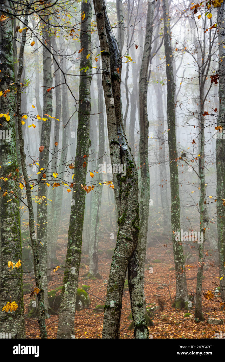 Embrasser de jeunes hêtres dans la forêt d'automne Banque D'Images