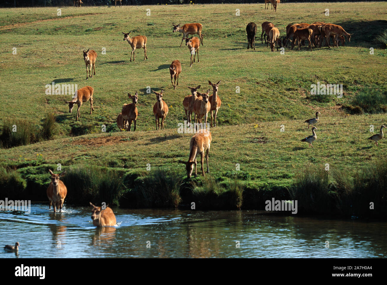 RED DEER hinds à cerfs (Cervus elaphus) et oies égyptiennes sauvages Norfolk, en Angleterre. Les cerfs qui viennent de l'avant pour boire. Banque D'Images