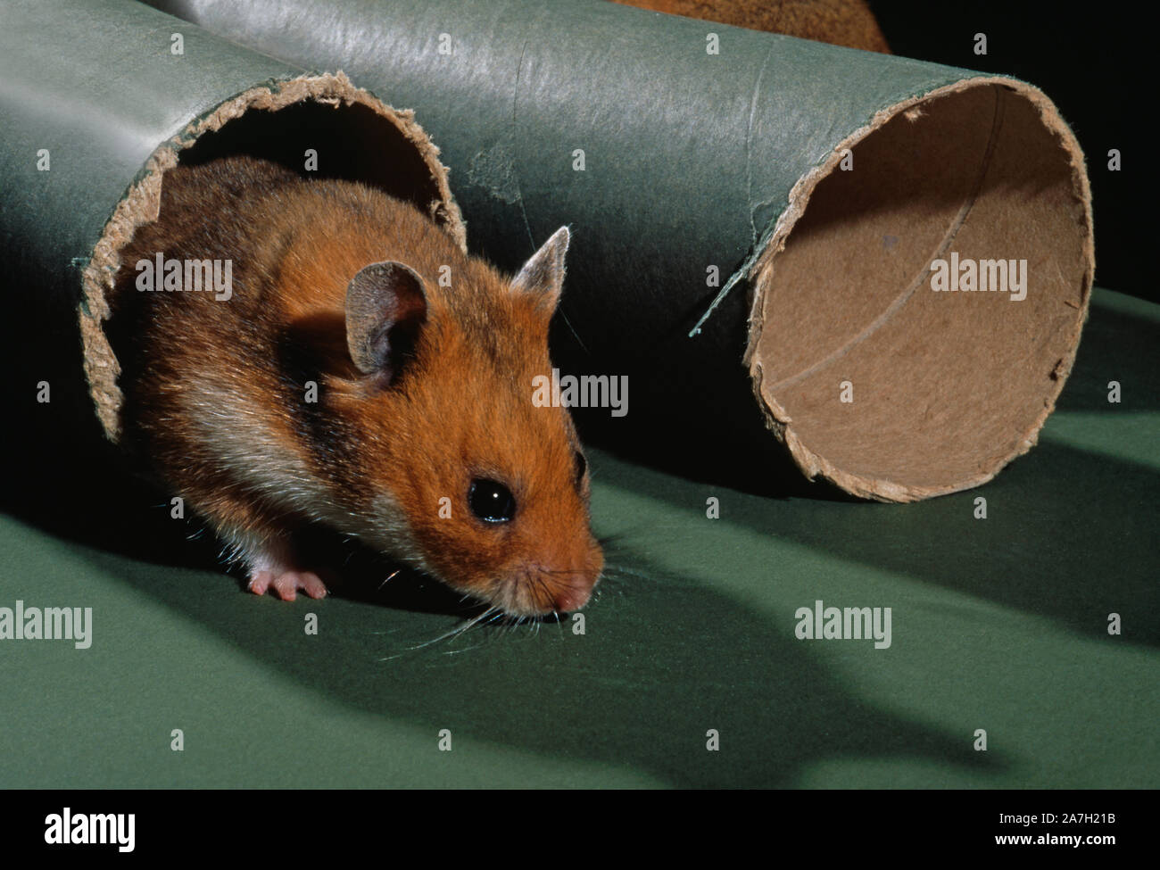 HAMSTER syrien ou doré (Mesocricetus auratus). à l'entrée du tube. L'article de l'enrichissement de l'environnement. Banque D'Images