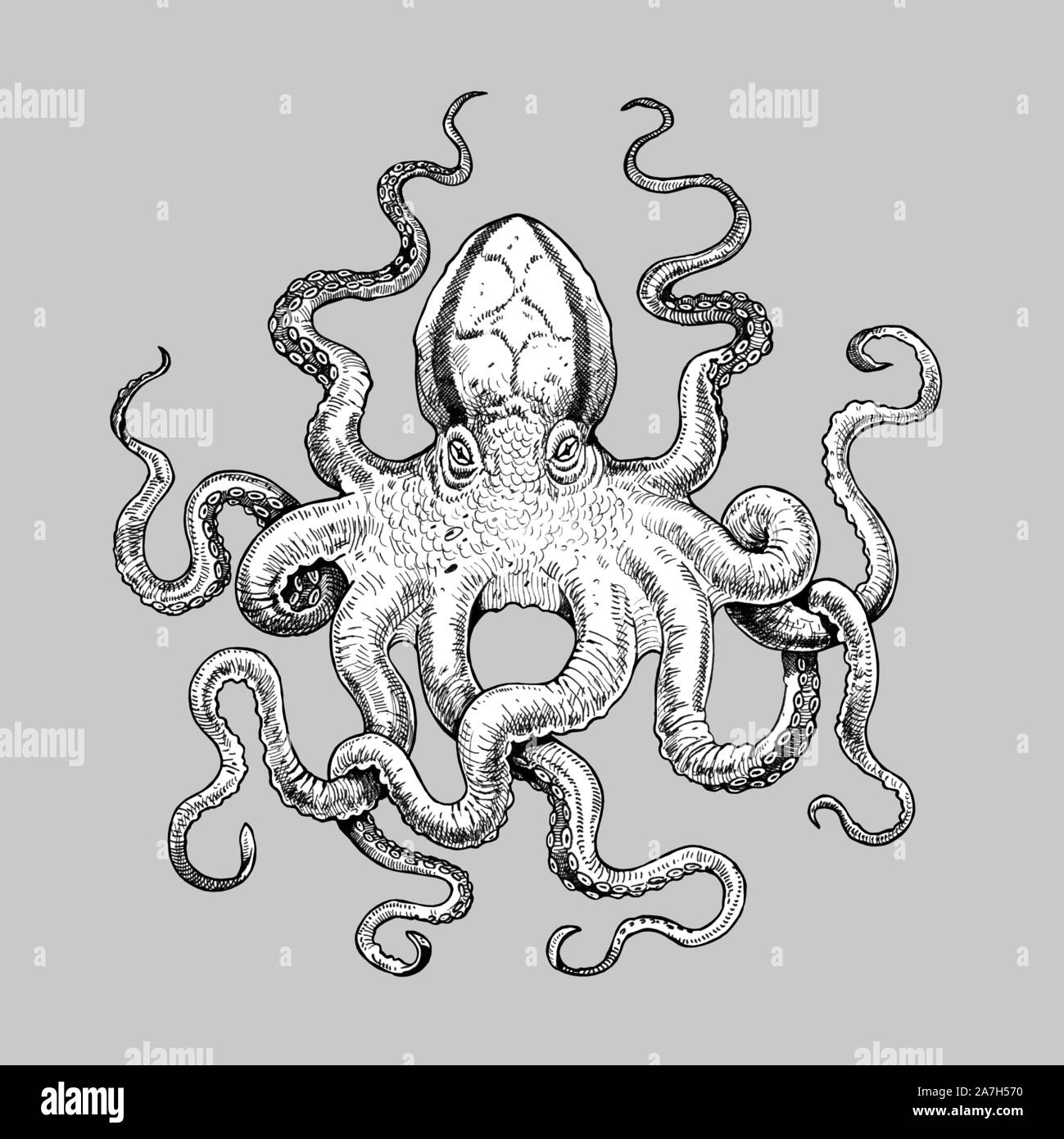 Poulpe mystique dessin. Illustration de mollusques gigantesque. Dessin fait à la main. Banque D'Images