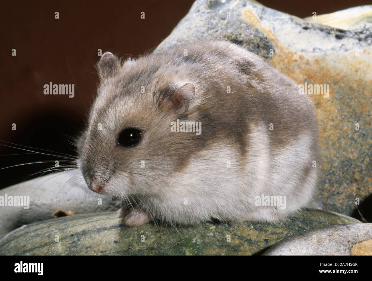 Hamster nain blanc russe Banque de photographies et d'images à haute  résolution - Alamy
