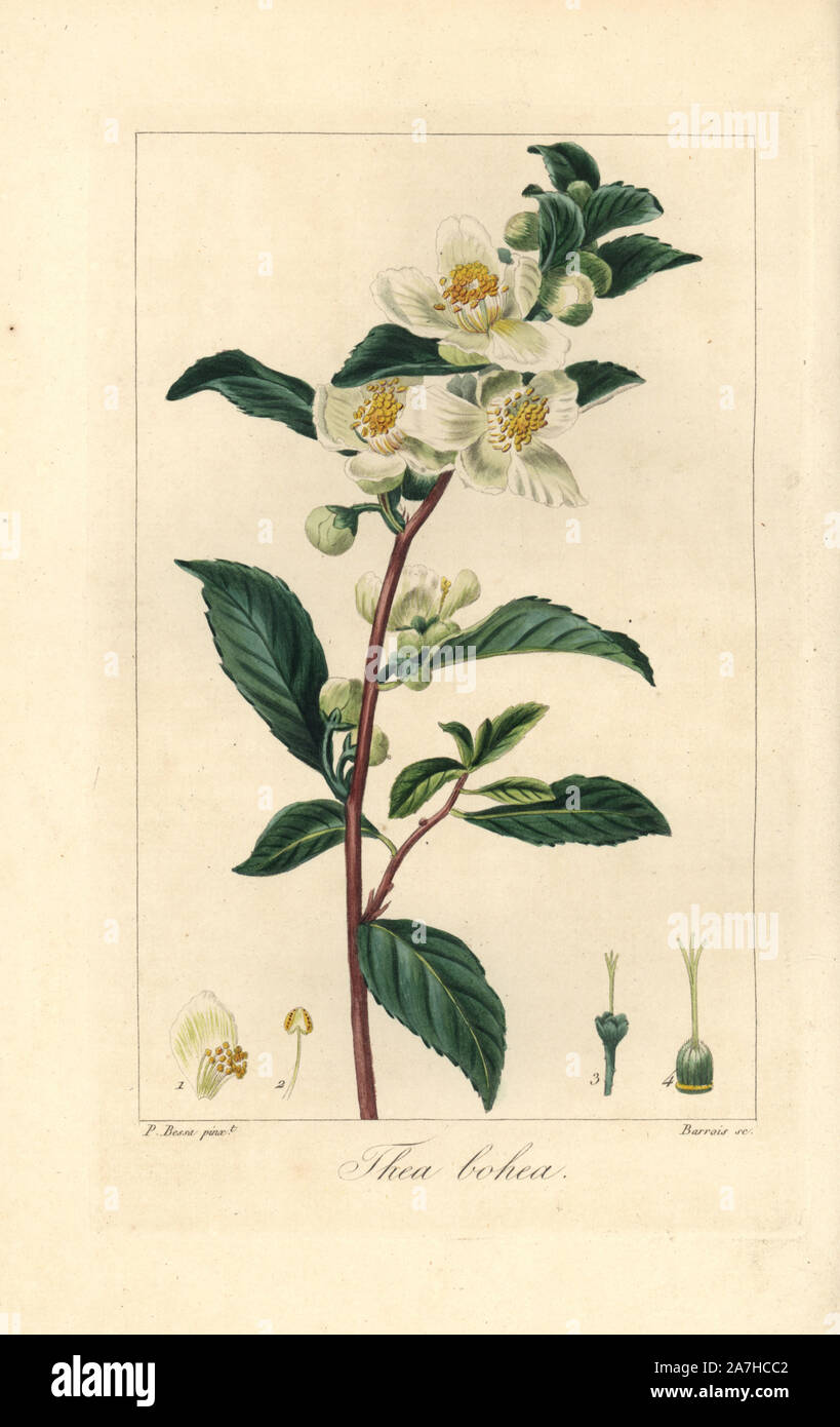 Plateau, Camellia sinensis, originaire de Chine. Coloriée à la gravure sur cuivre crépi par Barrois à partir d'une illustration botanique par Pancrace Bessa de mordant de Launay's 'Herbier général de l'Amateur,' Audot, Paris, 1820. L'Herbier a été publiée de 1810 à 1827 et édité par mordancer de Launay et Loiseleur-Deslongchamps. Bessa (1772-1830S), avec redoute et Turpin, est considéré comme l'un des plus grands artistes botaniques français du 19e siècle. Banque D'Images