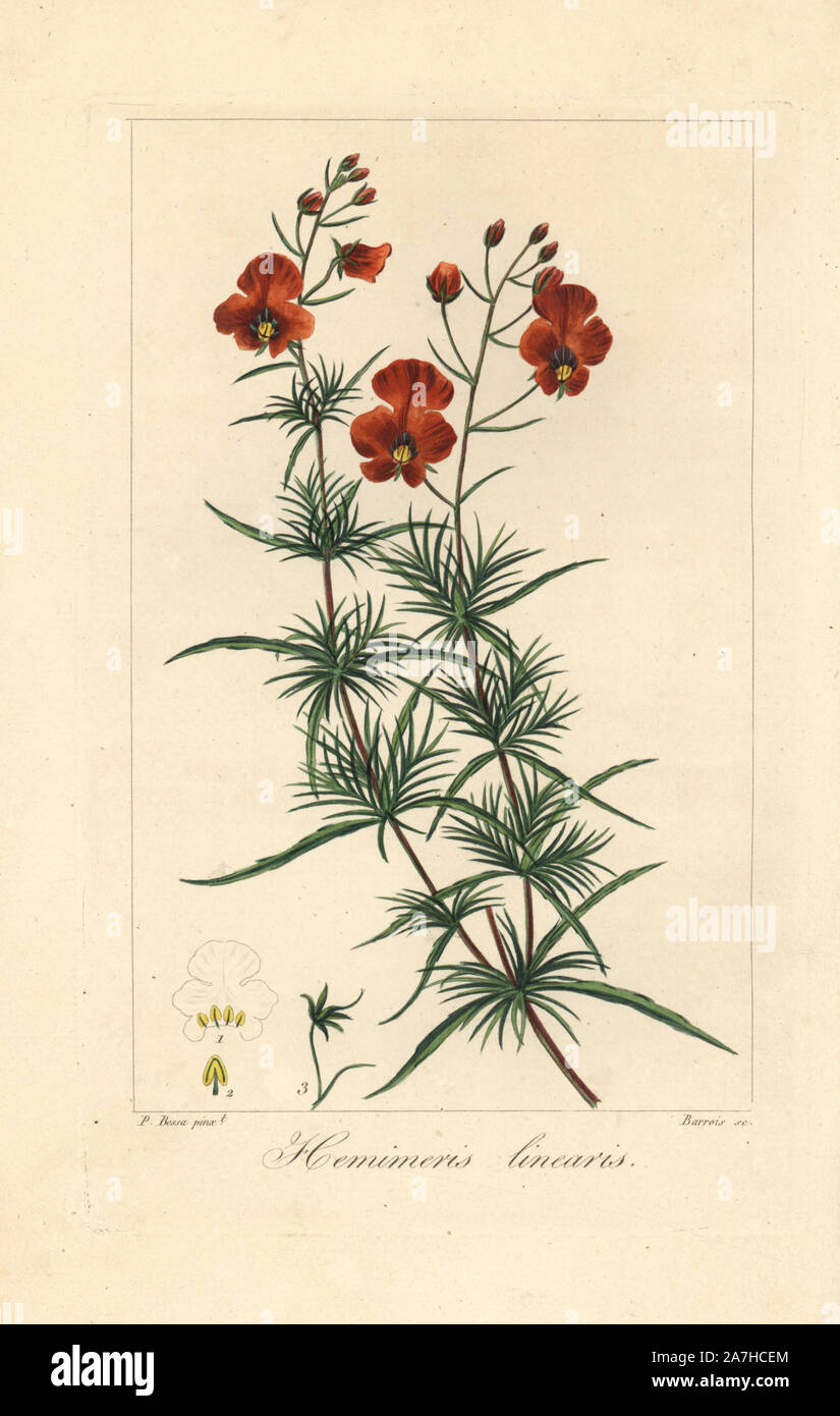 Fleur, masque Alonsoa meridionalis, originaire de lu0027Amérique du 