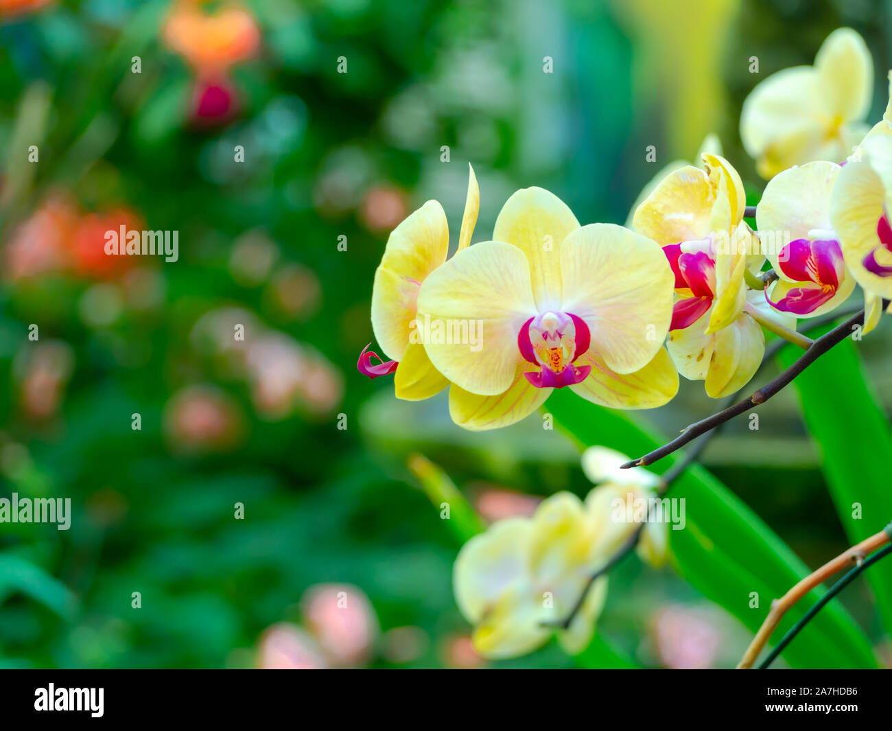 Orchidee Fleur Au Printemps Ou En Hiver Pour Le Jardin Toutes Les Carte Postale Festival Bonne Annee Beaute De Noel Copier L Espace Et Le Concept Du Festival Photo Stock Alamy