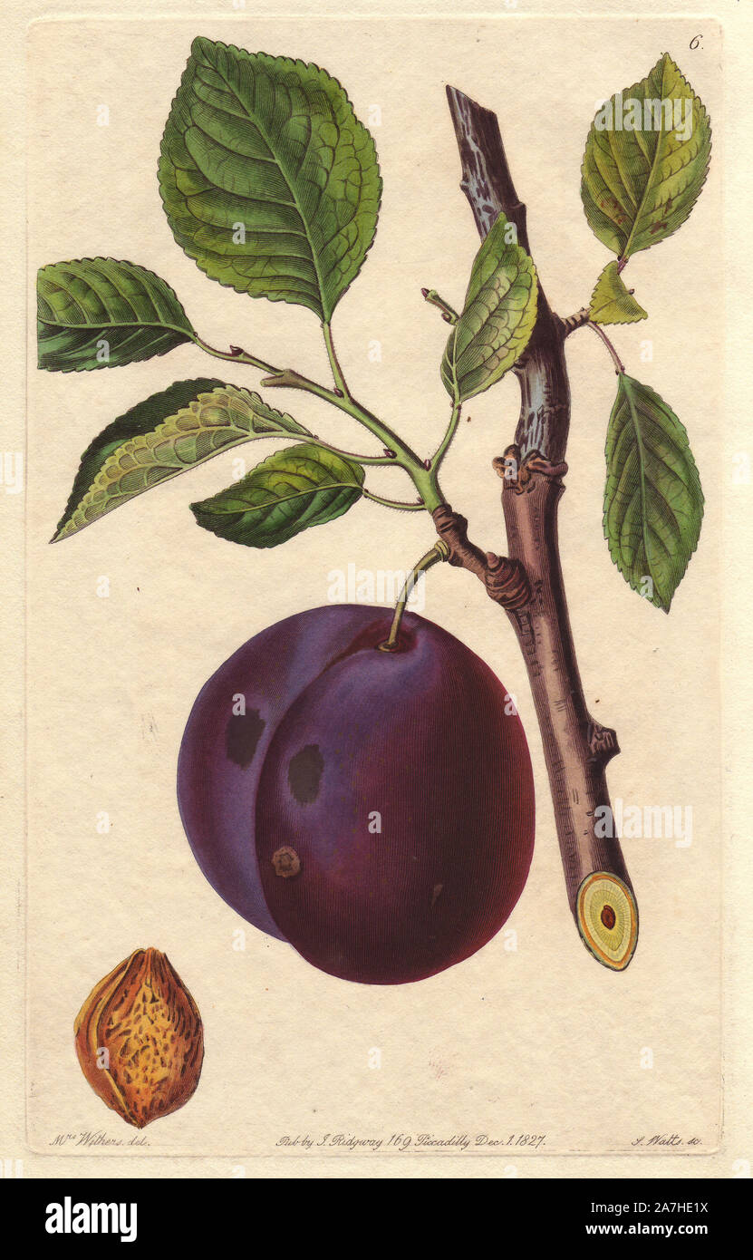 Mimms prune, Prunus domestica, soulevé par William Morgan, jardinier à North Mimms Place. La gravure sur cuivre coloriée par S. Watts à partir d'une illustration botanique par Augusta Withers de John Lindley's 'James', Magazine Pomologique Ridgway, Londres, 1828. Le magazine a été publié en trois volumes de 1828 à 1830 et a mis fin à 152 Plaque en raison d'un différend entre les éditeurs. Lindley (1795-1865) était un botaniste et jardinier qui a publié des livres sur des roses, des orchidées, et des fruits. Mme Withers (1793-1877) était un éminent artiste botanique Victorien et peintre de fleurs en commun pour Q Banque D'Images