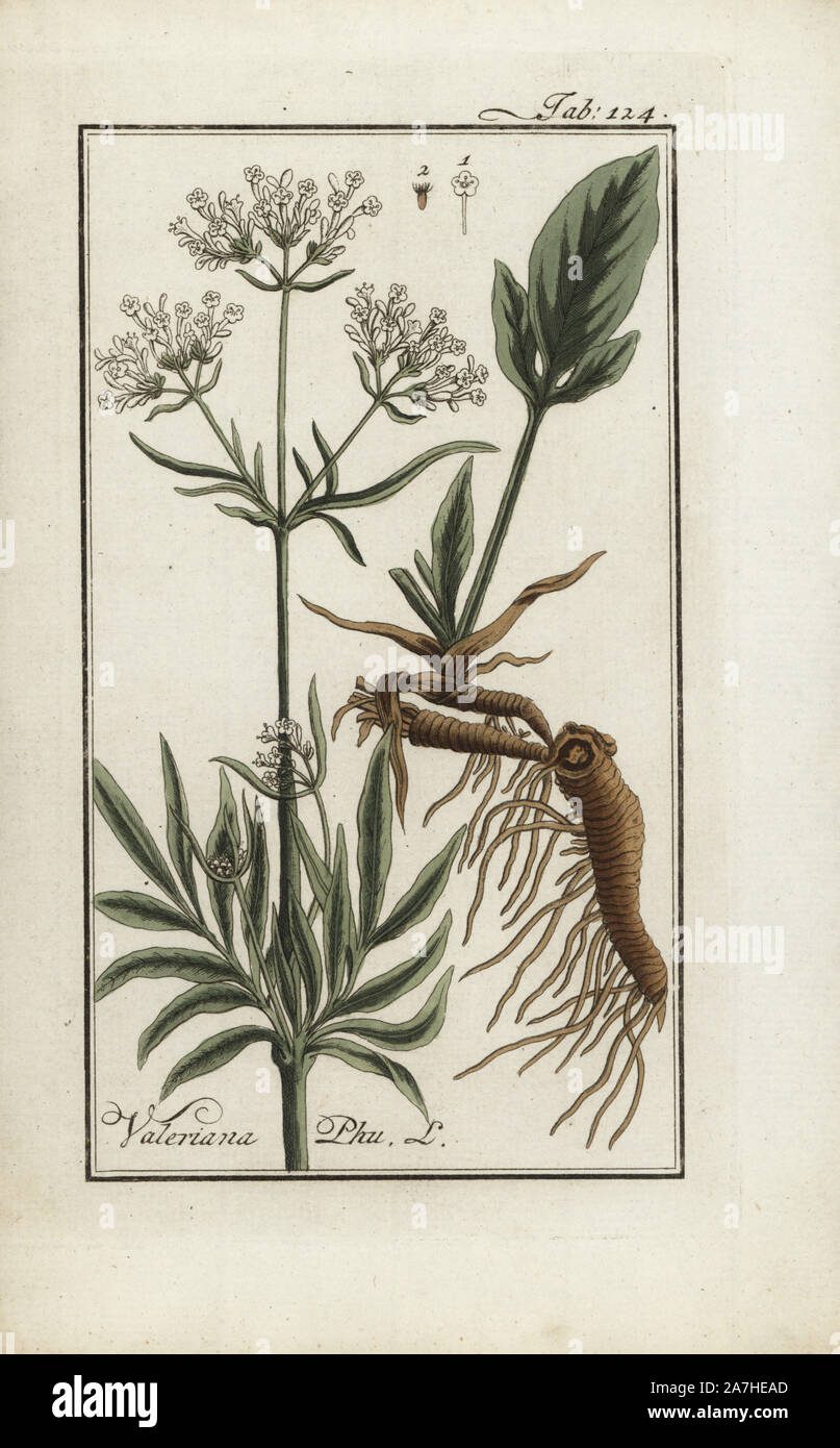 La valériane en or ou Aurea, Valeriana Phu, originaire d'Europe. Gravure coloriée à la botanique sur cuivre de Johannes Zorn's 'Image Artseny-Gewassen', der Jan Christiaan Sepp, Amsterdam, 1796. Zorn publié pour la première fois son illustration botanique médicale à Nuremberg en 1780 avec 500 planches, et une édition néerlandaise a suivi en 1796 publié par J.C. Sepp avec 100 autres plaques. Zorn (1739-1799) était un pharmacien et botaniste allemand qui a perçu plantes médicales de toute l'Europe pour son 'icones plantarum medicinalium' pour les apothicaires et médecins. Banque D'Images