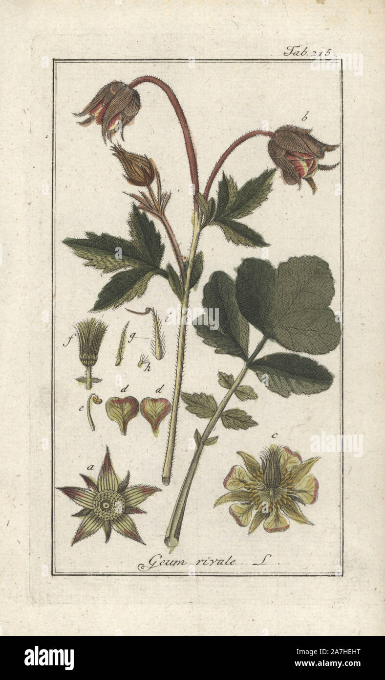 Benoîte Geum rivale, de l'eau. Gravure coloriée à la botanique sur cuivre de Johannes Zorn's 'Image Artseny-Gewassen', der Jan Christiaan Sepp, Amsterdam, 1796. Zorn publié pour la première fois son illustration botanique médicale à Nuremberg en 1780 avec 500 planches, et une édition néerlandaise a suivi en 1796 publié par J.C. Sepp avec 100 autres plaques. Zorn (1739-1799) était un pharmacien et botaniste allemand qui a perçu plantes médicales de toute l'Europe pour son 'icones plantarum medicinalium' pour les apothicaires et médecins. Banque D'Images