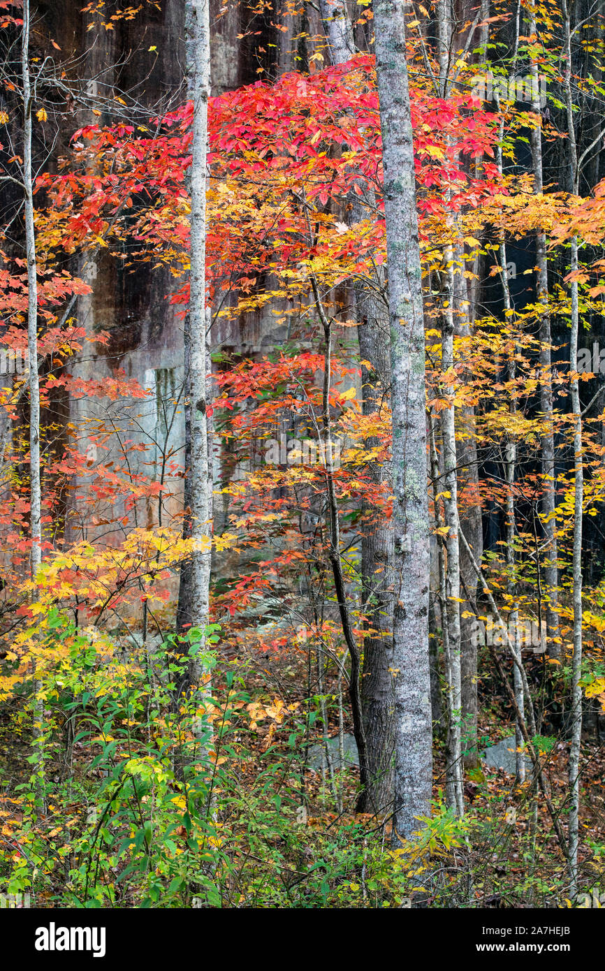 Couleurs d'automne au dynamique Pisgah National Forest, Brevard, North Carolina, USA Banque D'Images