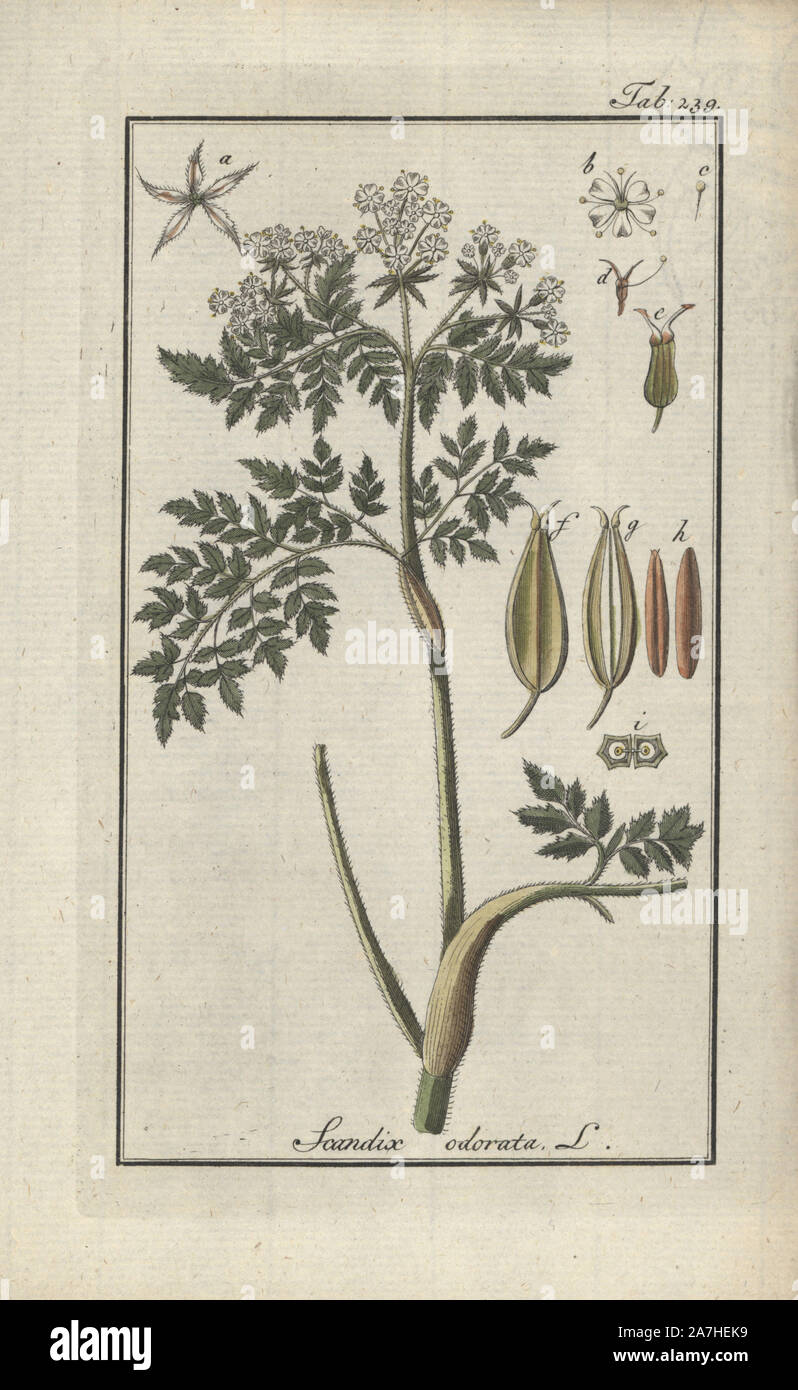 Sweet cicely, Myrrhis odorata. Gravure coloriée à la botanique sur cuivre de Johannes Zorn's 'Image Artseny-Gewassen', der Jan Christiaan Sepp, Amsterdam, 1796. Zorn publié pour la première fois son illustration botanique médicale à Nuremberg en 1780 avec 500 planches, et une édition néerlandaise a suivi en 1796 publié par J.C. Sepp avec 100 autres plaques. Zorn (1739-1799) était un pharmacien et botaniste allemand qui a perçu plantes médicales de toute l'Europe pour son 'icones plantarum medicinalium' pour les apothicaires et médecins. Banque D'Images