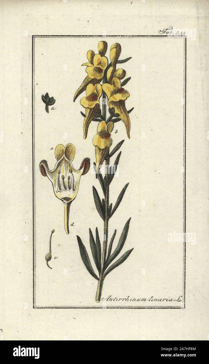 Linaire commune Linaria vulgaris,. Gravure coloriée à la botanique sur cuivre de Johannes Zorn's 'Image Artseny-Gewassen', der Jan Christiaan Sepp, Amsterdam, 1796. Zorn publié pour la première fois son illustration botanique médicale à Nuremberg en 1780 avec 500 planches, et une édition néerlandaise a suivi en 1796 publié par J.C. Sepp avec 100 autres plaques. Zorn (1739-1799) était un pharmacien et botaniste allemand qui a perçu plantes médicales de toute l'Europe pour son 'icones plantarum medicinalium' pour les apothicaires et médecins. Banque D'Images
