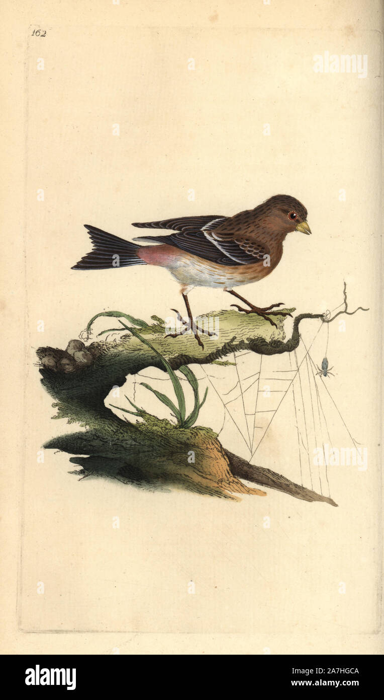 Twite, Carduelis flavirostris. Dessiné et gravé sur cuivre coloriée par Edward Donovan de sa propre "Histoire naturelle des oiseaux britanniques, Londres, 1794-1819. Edward Donovan (1768-1837) était un zoologiste amateur, auteur, artiste et graveur. Il a écrit et illustré une série de volumes sur les oiseaux, poissons, coquillages et d'insectes, a ouvert son propre musée d'histoire naturelle de Londres, mais plus tard, il est tombé bien bas et est mort sans le sou. Banque D'Images