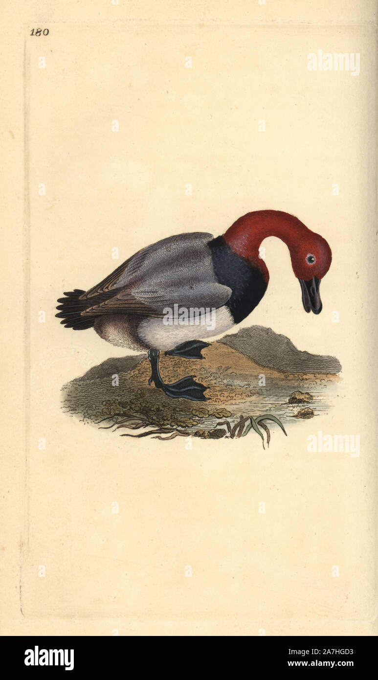 Engoulevent à tête rouge ou canard d', Aythra ferina (mâle). Dessiné et gravé sur cuivre coloriée par Edward Donovan de sa propre "Histoire naturelle des oiseaux britanniques, Londres, 1794-1819. Edward Donovan (1768-1837) était un zoologiste amateur, auteur, artiste et graveur. Il a écrit et illustré une série de volumes sur les oiseaux, poissons, coquillages et d'insectes, a ouvert son propre musée d'histoire naturelle de Londres, mais plus tard, il est tombé bien bas et est mort sans le sou. Banque D'Images