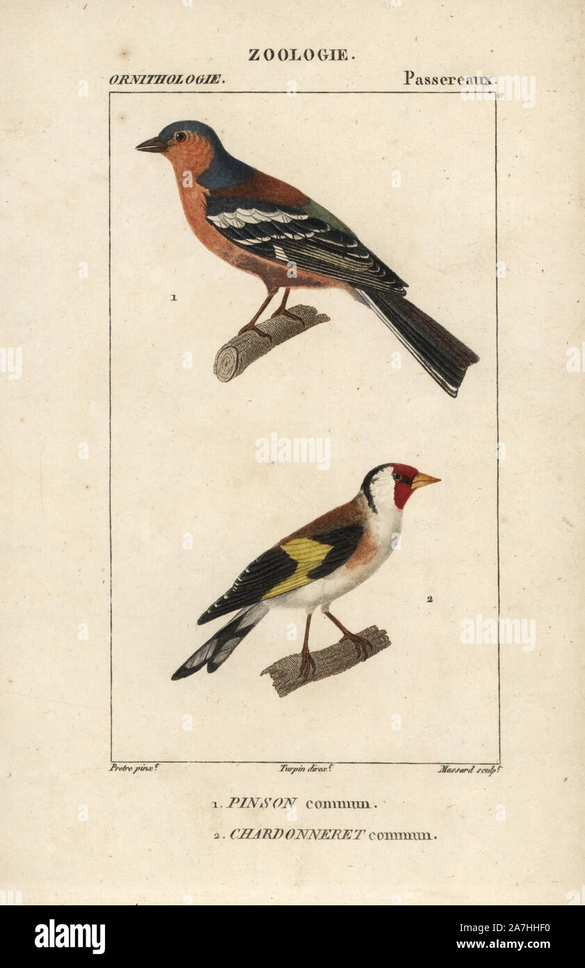 Chaffinch, Fringilla coelebs, et chardonneret, Carduelis carduelis. Gravure sur cuivre coloriée à crépi de Dumont de Sainte-Croix's 'Dictionary of Natural Science : ornithologie,' Paris, France, 1816-1830. Illustration par J. G. Pretre, gravés par Massard, réalisé par Pierre Jean François Turpin, et publié par F.G. Levrault. Jean Gabriel Pretre (17801845) était peintre d'histoire naturelle à l'Impératrice Joséphine's zoo et plus tard est devenu artiste pour le Musée d'Histoire Naturelle. Turpin (1775-1840) est considéré comme l'un des plus grands illustrateurs botaniques français du 19e siècle. Banque D'Images