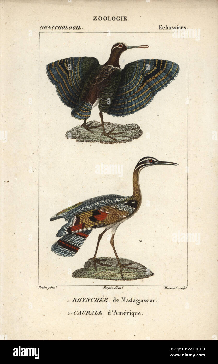 De plus, la bécassine peinte Rostratula benghalensis, sunbittern, Eurypyga helias et. Gravure sur cuivre coloriée à crépi de Dumont de Sainte-Croix's 'Dictionary of Natural Science : ornithologie,' Paris, France, 1816-1830. Illustration par J. G. Pretre, gravés par Massard, réalisé par Pierre Jean François Turpin, et publié par F.G. Levrault. Jean Gabriel Pretre (17801845) était peintre d'histoire naturelle à l'Impératrice Joséphine's zoo et plus tard est devenu artiste pour le Musée d'Histoire Naturelle. Turpin (1775-1840) est considéré comme l'un des plus grands illustrateurs botaniques français du 19e siècle Banque D'Images