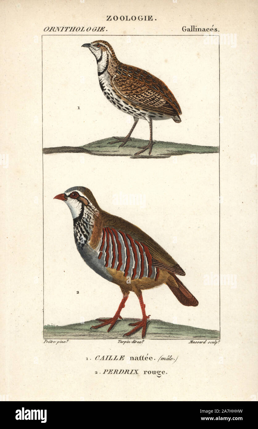 Caille Coturnix coromandelica, pluie, et red-legged partridge Alectoris rufa. Gravure sur cuivre coloriée à crépi de Dumont de Sainte-Croix's 'Dictionary of Natural Science : ornithologie,' Paris, France, 1816-1830. Illustration par J. G. Pretre, gravé par David, réalisé par Pierre Jean François Turpin, et publié par F.G. Levrault. Jean Gabriel Pretre (17801845) était peintre d'histoire naturelle à l'Impératrice Joséphine's zoo et plus tard est devenu artiste pour le Musée d'Histoire Naturelle. Turpin (1775-1840) est considéré comme l'un des plus grands illustrateurs botaniques français du 19e siècle. Banque D'Images