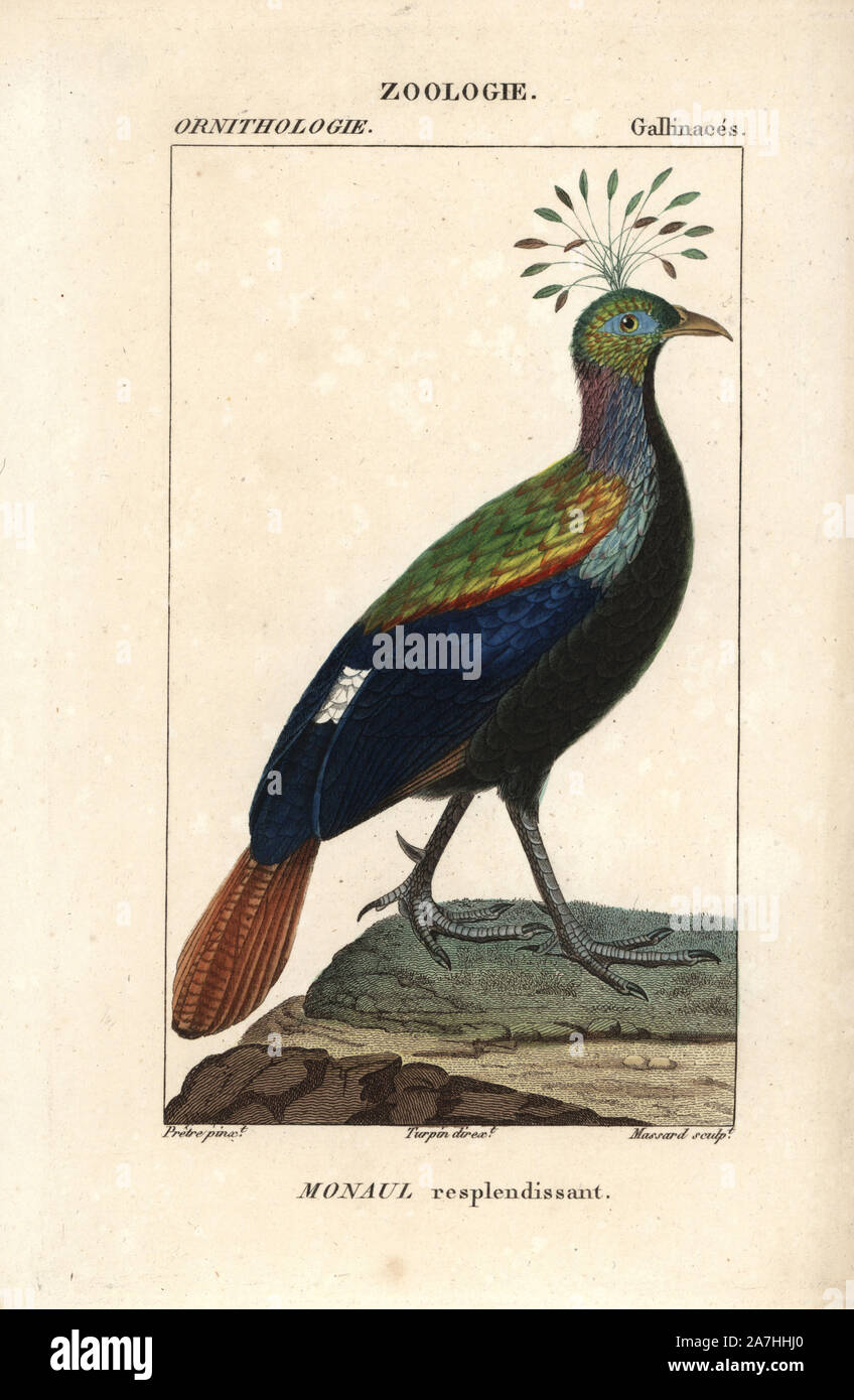 Lophophorus impejanus Himalayan monal,. Gravure sur cuivre coloriée à crépi de Dumont de Sainte-Croix's 'Dictionary of Natural Science : ornithologie,' Paris, France, 1816-1830. Illustration par J. G. Pretre, gravés par Massard, réalisé par Pierre Jean François Turpin, et publié par F.G. Levrault. Jean Gabriel Pretre (17801845) était peintre d'histoire naturelle à l'Impératrice Joséphine's zoo et plus tard est devenu artiste pour le Musée d'Histoire Naturelle. Turpin (1775-1840) est considéré comme l'un des plus grands illustrateurs botaniques français du 19e siècle. Banque D'Images