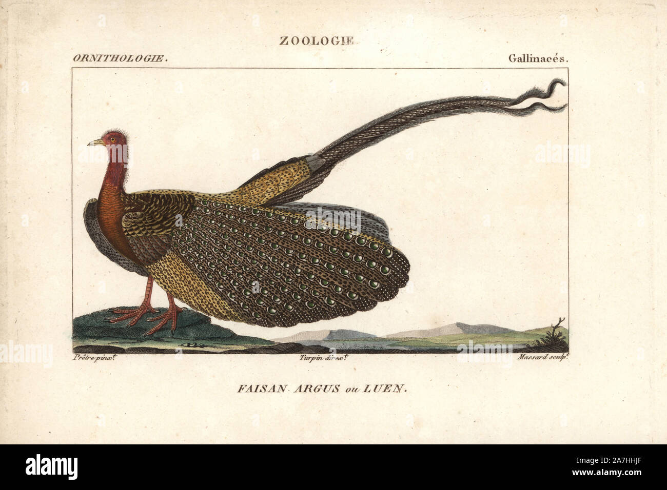 Grand argus, Argusianus argus. Quasi menacée. Gravure sur cuivre coloriée à crépi de Dumont de Sainte-Croix's 'Dictionary of Natural Science : ornithologie,' Paris, France, 1816-1830. Illustration par J. G. Pretre, gravés par Massard, réalisé par Pierre Jean François Turpin, et publié par F.G. Levrault. Jean Gabriel Pretre (17801845) était peintre d'histoire naturelle à l'Impératrice Joséphine's zoo et plus tard est devenu artiste pour le Musée d'Histoire Naturelle. Turpin (1775-1840) est considéré comme l'un des plus grands illustrateurs botaniques français du 19e siècle. Banque D'Images