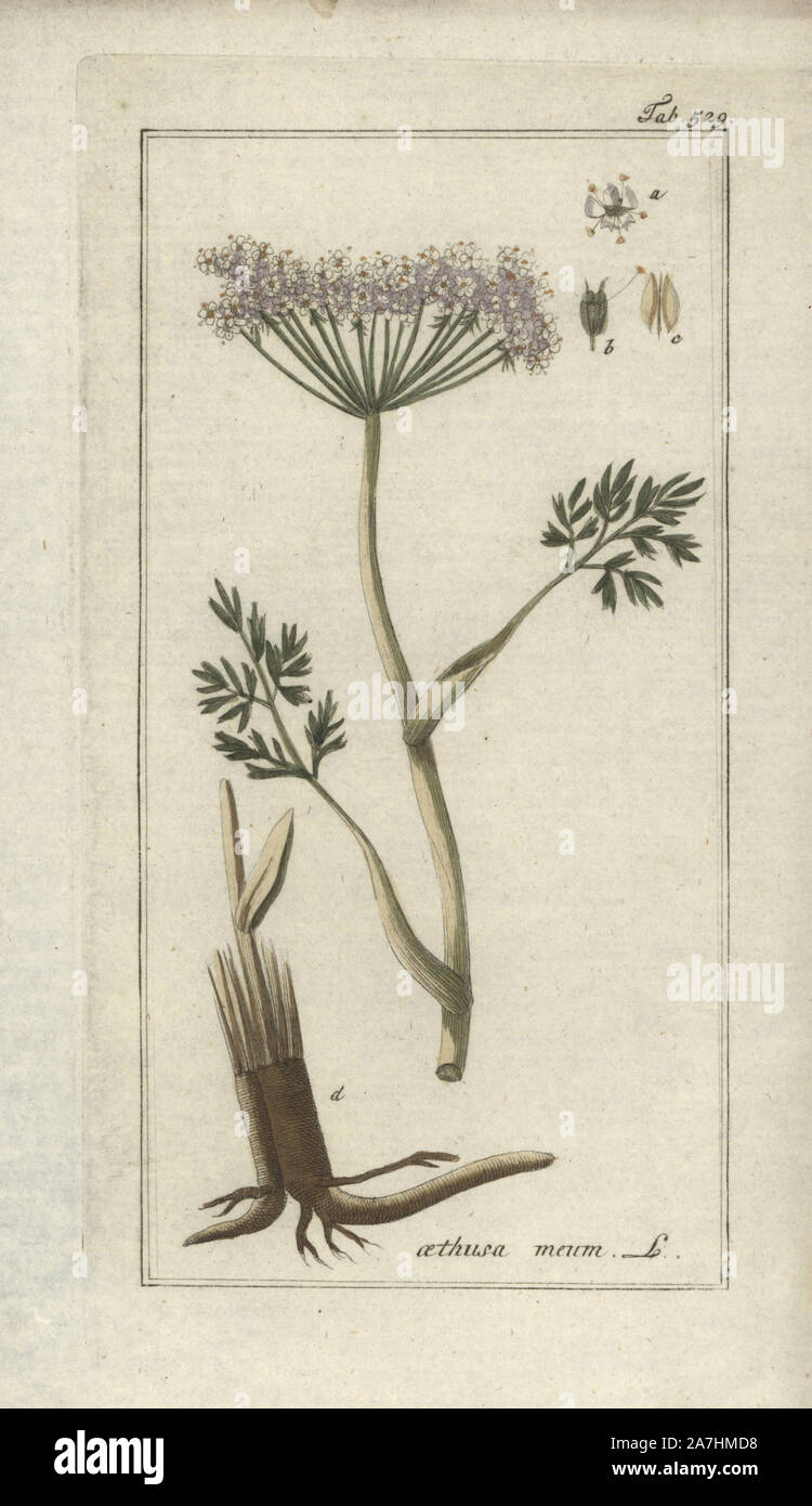 Baldmoney, Meum athamanticum. Gravure coloriée à la botanique sur cuivre de Johannes Zorn's 'Image Artseny-Gewassen', der Jan Christiaan Sepp, Amsterdam, 1796. Zorn publié pour la première fois son illustration botanique médicale à Nuremberg en 1780 avec 500 planches, et une édition néerlandaise a suivi en 1796 publié par J.C. Sepp avec 100 autres plaques. Zorn (1739-1799) était un pharmacien et botaniste allemand qui a perçu plantes médicales de toute l'Europe pour son 'icones plantarum medicinalium' pour les apothicaires et médecins. Banque D'Images
