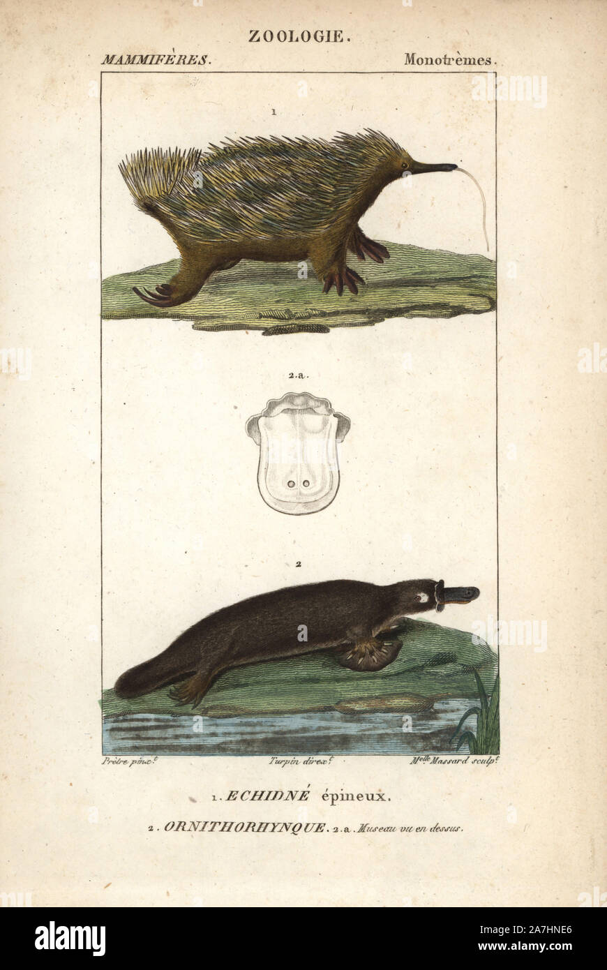 Échidné à nez court, Tachyglossus aculeatus, et l'ornithorynque, Ornithorhynchus anatinus. Gravure sur cuivre coloriée à crépi de Frédéric Cuvier's 'Dictionary of Natural Science : Mammifères,' Paris, France, 1816. Illustration par J. G. Pretre, gravés par Massard, réalisé par Pierre Jean François Turpin, et publié par F.G. Levrault. Jean Gabriel Pretre (17801845) était peintre d'histoire naturelle à l'Impératrice Joséphine's zoo et plus tard est devenu artiste pour le Musée d'Histoire Naturelle. Turpin (1775-1840) est considéré comme l'un des plus grands illustrateurs botaniques français du 19e siècle. Banque D'Images