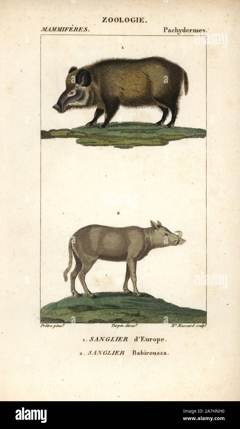 Sanglier, Sus scrofa, Buru et là Babirusa, Babyrousa babyrussa (vulnérable). Gravure sur cuivre coloriée à crépi de Frédéric Cuvier's 'Dictionary of Natural Science : Mammifères,' Paris, France, 1816. Illustration par J. G. Pretre, gravée par Madame Massard, réalisé par Pierre Jean François Turpin, et publié par F.G. Levrault. Jean Gabriel Pretre (17801845) était peintre d'histoire naturelle à l'Impératrice Joséphine's zoo et plus tard est devenu artiste pour le Musée d'Histoire Naturelle. Turpin (1775-1840) est considéré comme l'un des plus grands illustrateurs botaniques français du 19e siècle. Banque D'Images