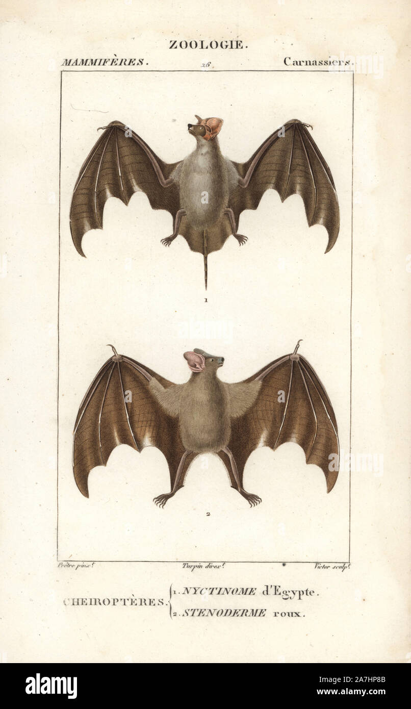 Bat guano égyptien, Tadarida aegyptiaca, et de fruits rouges bat, Sternoderma rufum (vulnérable). Gravure sur cuivre coloriée à crépi de Frédéric Cuvier's 'Dictionary of Natural Science : Mammifères,' Paris, France, 1816. Illustration par J. G. Pretre, gravé par Victor, réalisé par Pierre Jean François Turpin, et publié par F.G. Levrault. Jean Gabriel Pretre (17801845) était peintre d'histoire naturelle à l'Impératrice Joséphine's zoo et plus tard est devenu artiste pour le Musée d'Histoire Naturelle. Turpin (1775-1840) est considéré comme l'un des plus grands illustrateurs botaniques français du 19e siècle. Banque D'Images