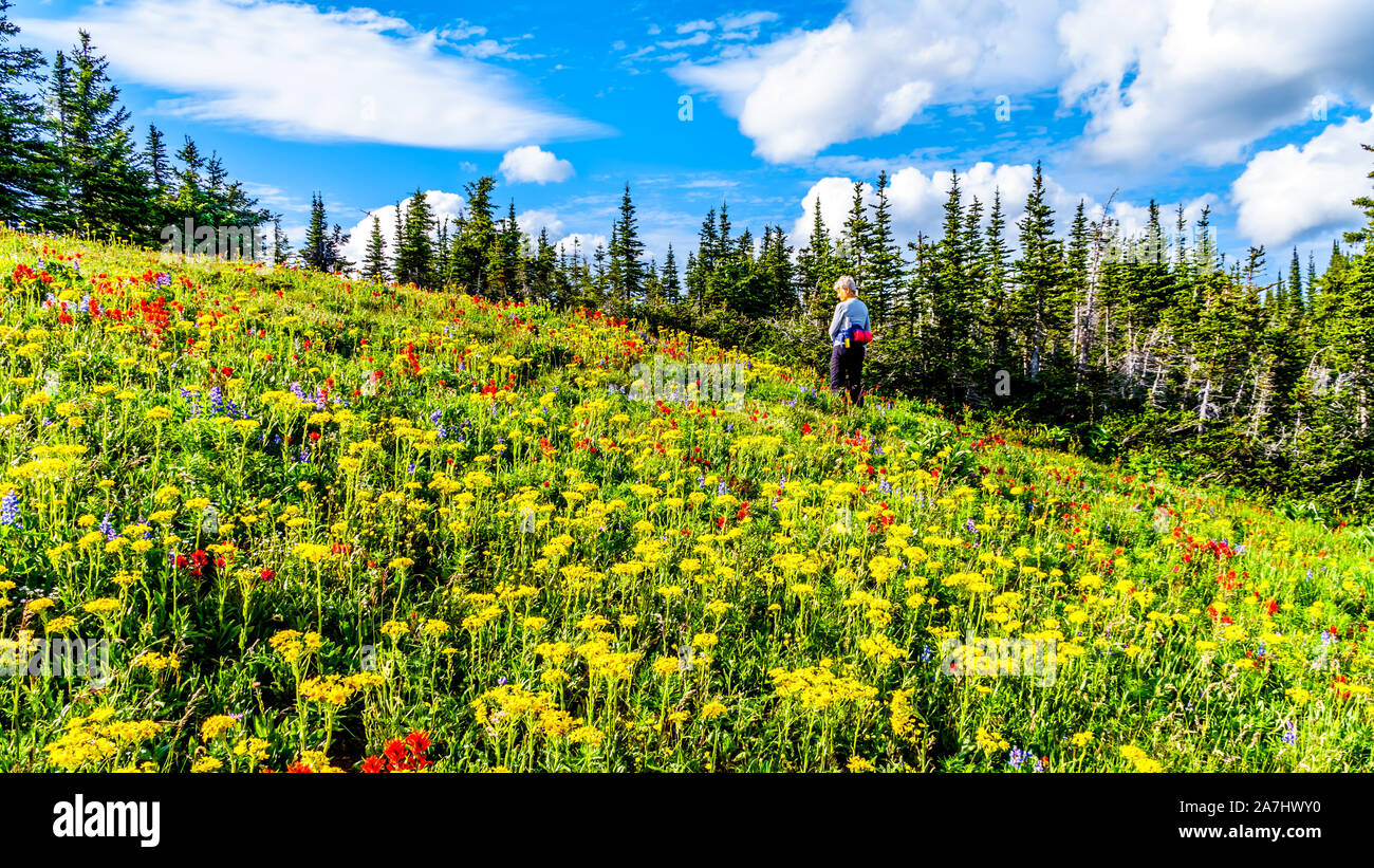 Randonnée à travers les alpages remplis de fleurs sauvages colorées sur Tod Mountain au village alpin de Sun Peaks dans la Shuswap Highlands of BC Banque D'Images