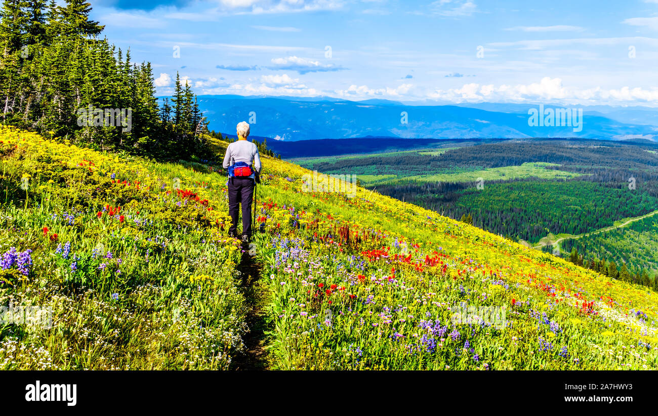 Randonnée à travers les alpages remplis de fleurs sauvages colorées sur Tod Mountain au village alpin de Sun Peaks dans la Shuswap Highlands of BC Banque D'Images