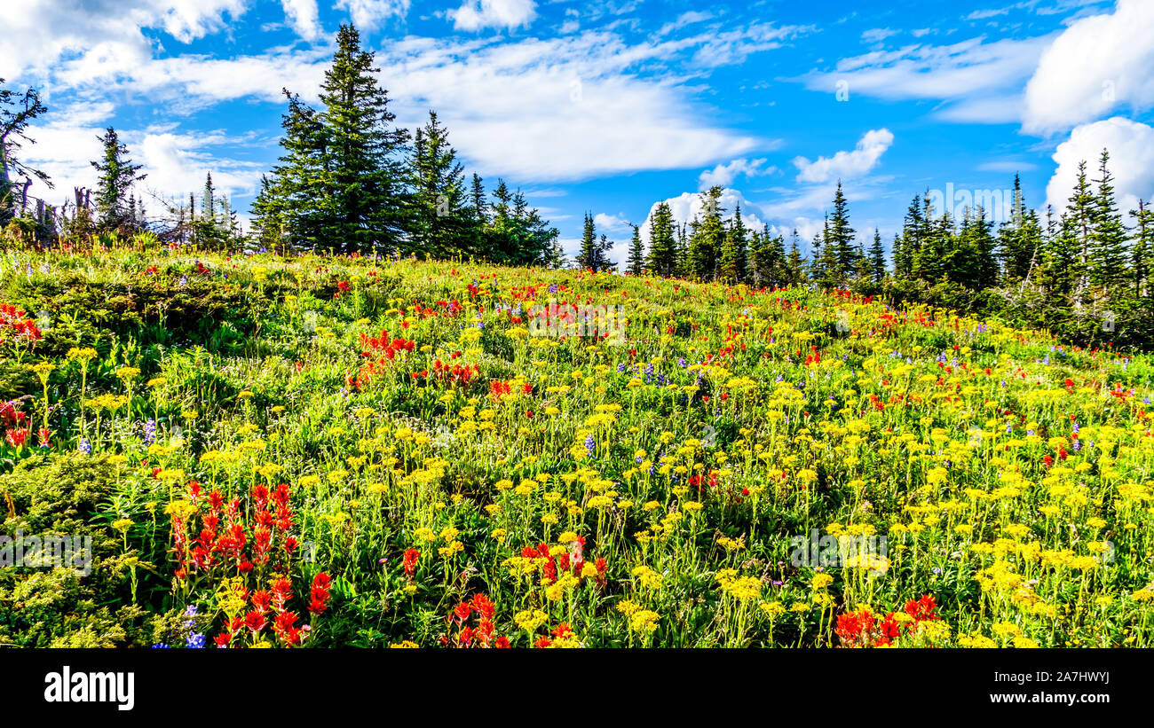 Les prairies alpines rempli de fleurs sauvages colorées sur Tod Mountain au village alpin de Sun Peaks dans la Shuswap Highlands of BC, Canada Banque D'Images