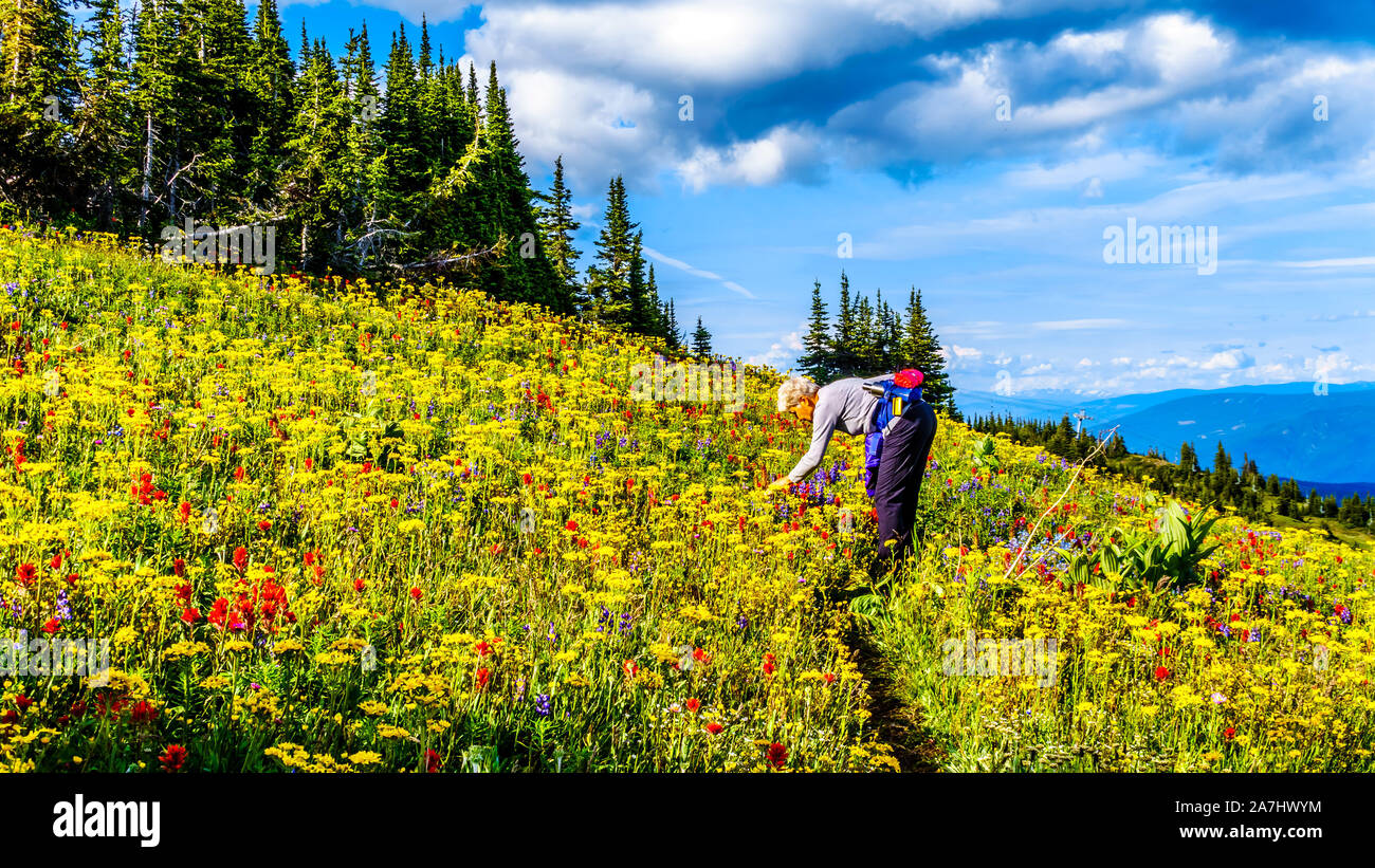 Randonnée à travers les alpages remplis de fleurs sauvages colorées sur Tod Mountain au village alpin de Sun Peaks dans la Shuswap Highlands of BC Banque D'Images