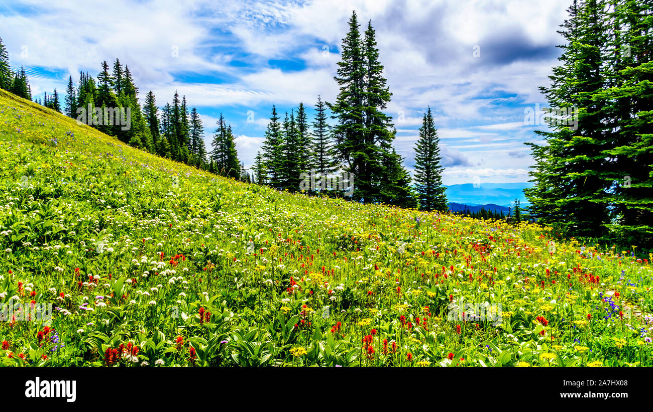 Les prairies alpines rempli de fleurs sauvages colorées sur Tod Mountain au village alpin de Sun Peaks dans la Shuswap Highlands of BC, Canada Banque D'Images