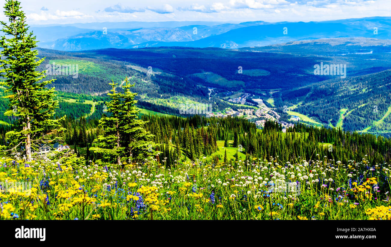 Les prairies alpines rempli de fleurs sauvages colorées sur Tod Mountain au village alpin de Sun Peaks dans la Shuswap Highlands of BC, Canada Banque D'Images