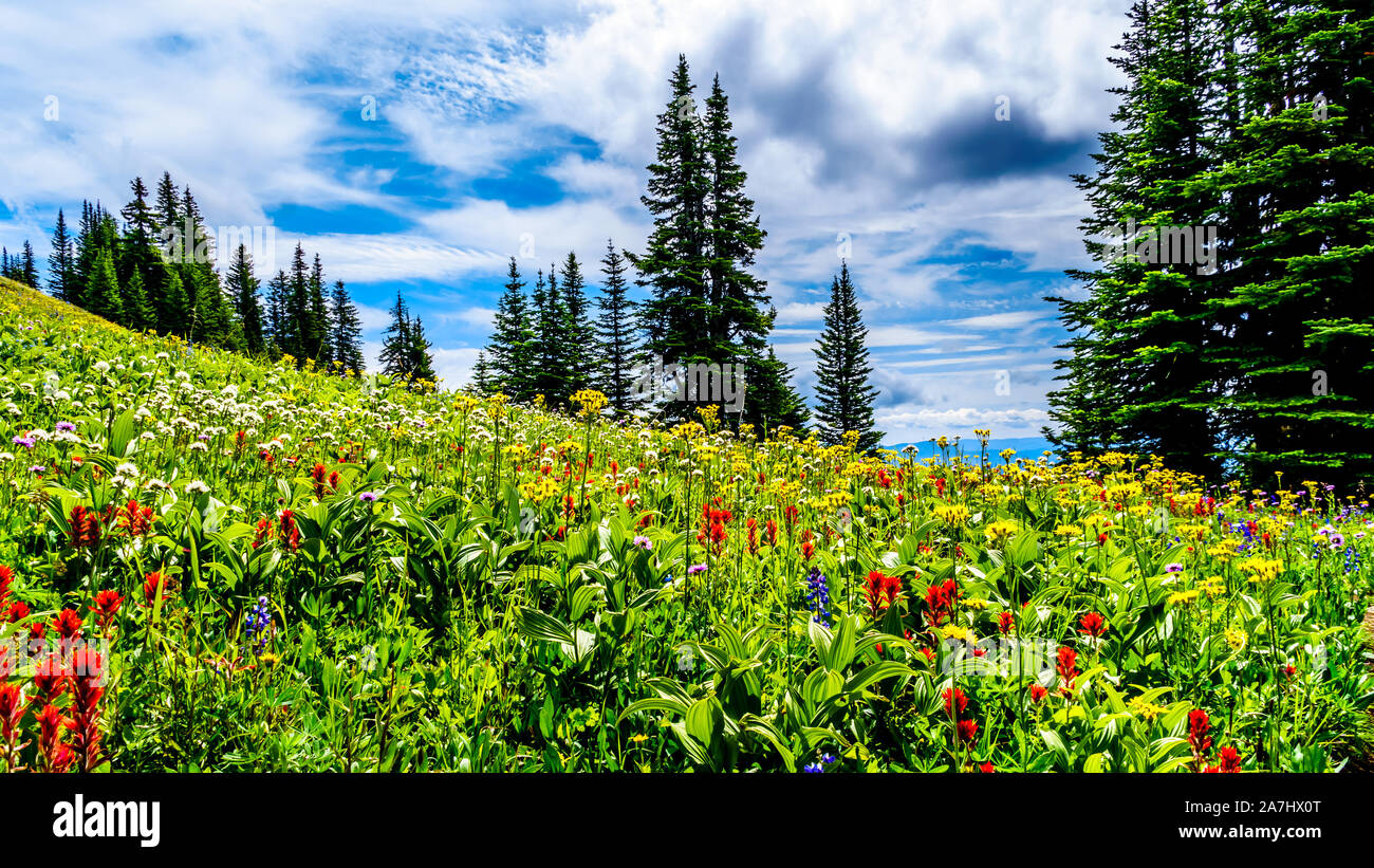 Les prairies alpines rempli de fleurs sauvages colorées sur Tod Mountain au village alpin de Sun Peaks dans la Shuswap Highlands of BC, Canada Banque D'Images