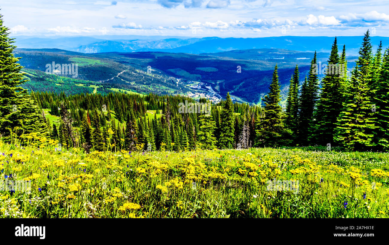 Les prairies alpines rempli de fleurs sauvages colorées sur Tod Mountain au village alpin de Sun Peaks dans la Shuswap Highlands of BC, Canada Banque D'Images