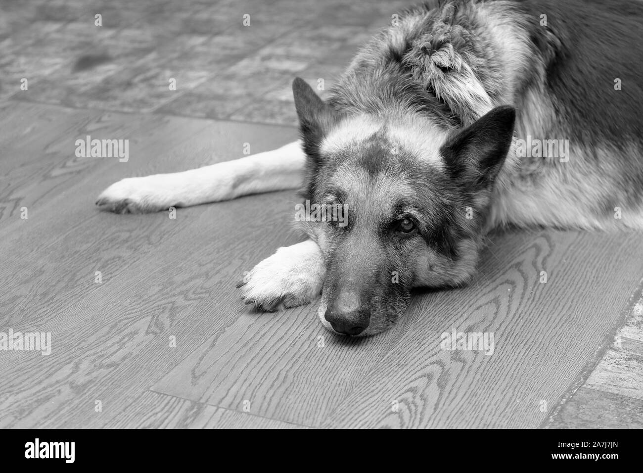 Un chien berger gisant sur le sol, en noir et blanc Banque D'Images