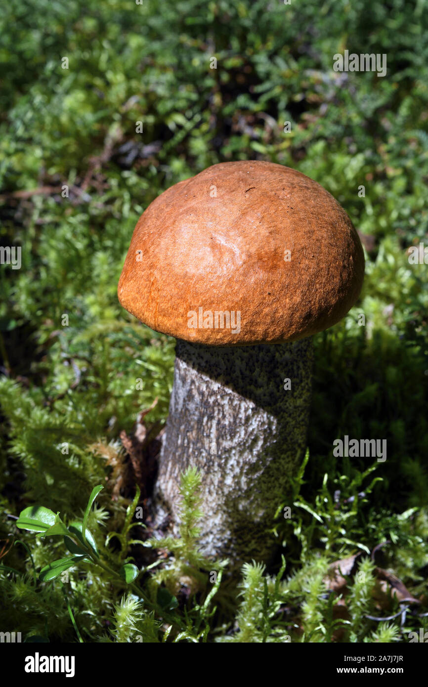Bouleau orange bolet;le Leccinum versipelle;toadstool champignons;;strathspey;Ecosse Banque D'Images
