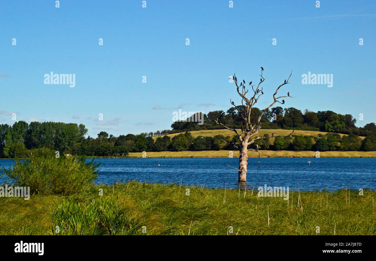 Arbre stérile avec cormorans sur les braches, à la réserve naturelle de Rutland Water, Rutland, Angleterre, Royaume-Uni Banque D'Images