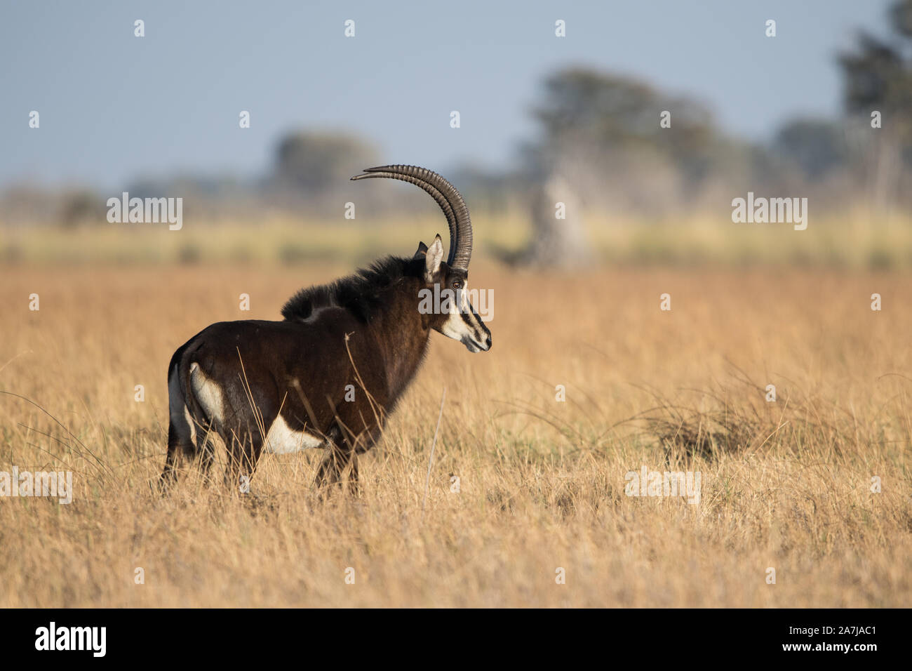 Antelop de sable dans l'herbe en NP Moremi (Khwai) Botswana Banque D'Images