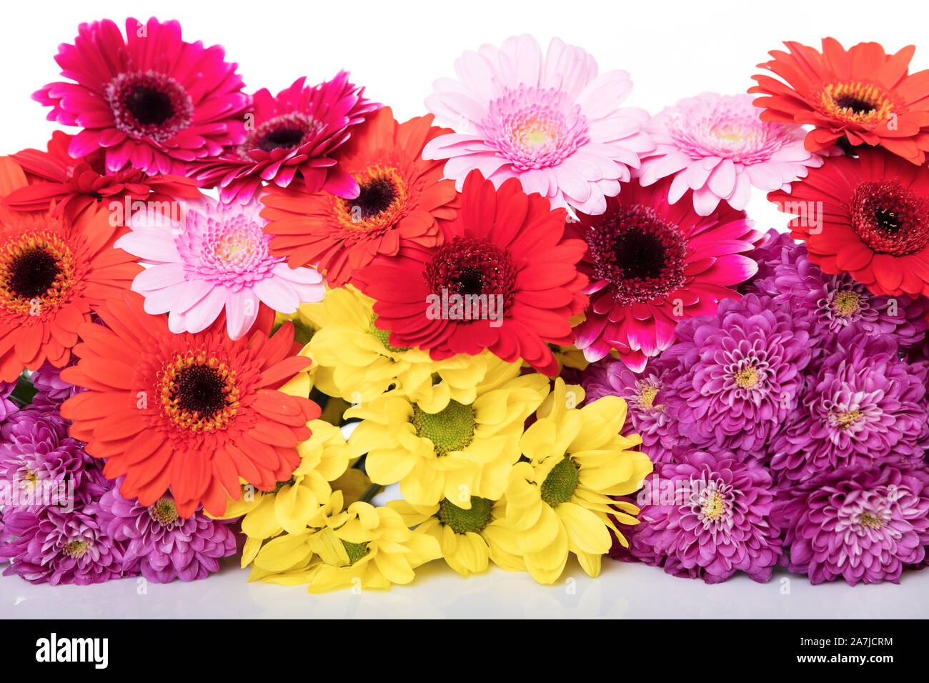 Des fleurs colorées en face de blanc, des chrysanthèmes en rouge jaune rose et violet Banque D'Images