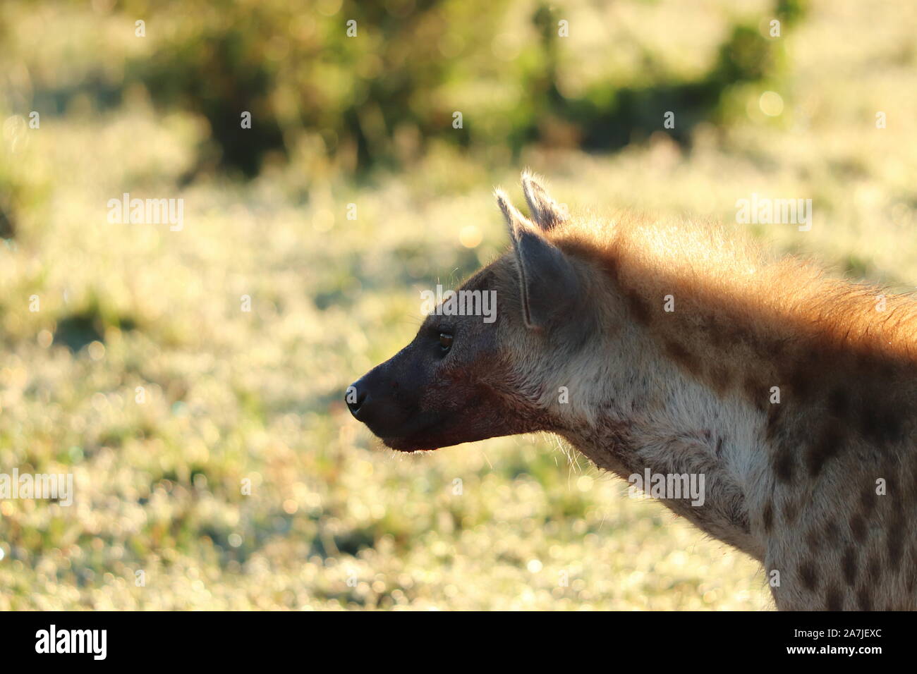 Jeune hyène tachetée dans la savane africaine. Banque D'Images