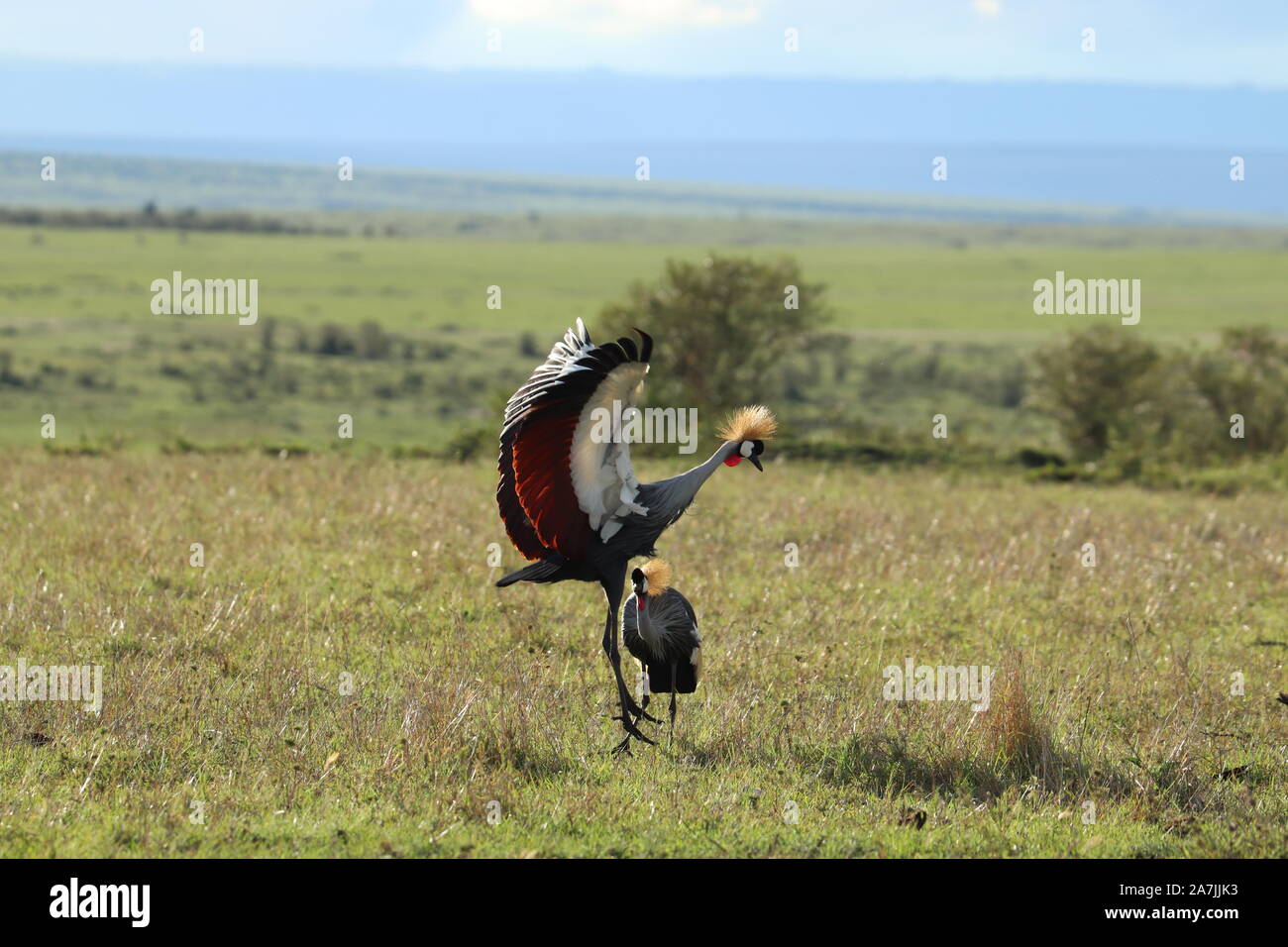 L'accouplement-couronné grues dans la savane africaine. Banque D'Images