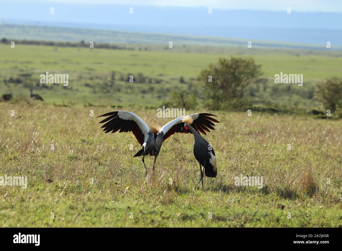 L'accouplement-couronné grues dans la savane africaine. Banque D'Images