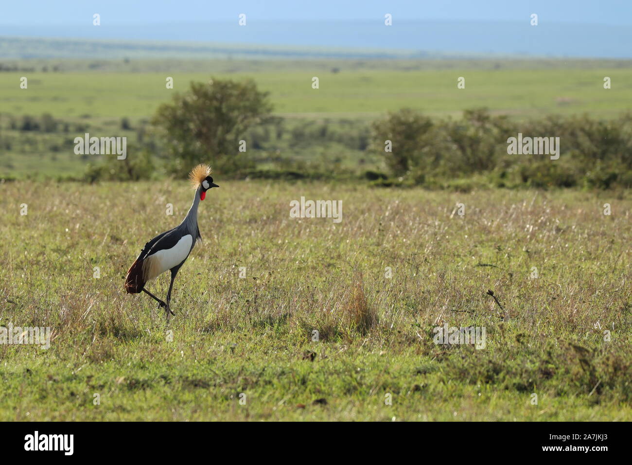 L'accouplement-couronné grues dans la savane africaine. Banque D'Images