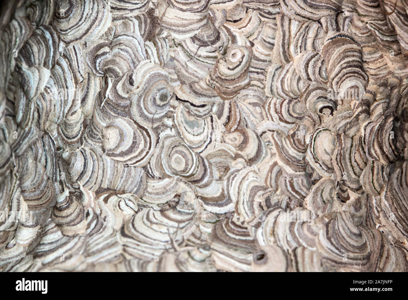 Vespirary ou nid de guêpes, un arrière-plan gros plan de texture nature gris et brun Banque D'Images