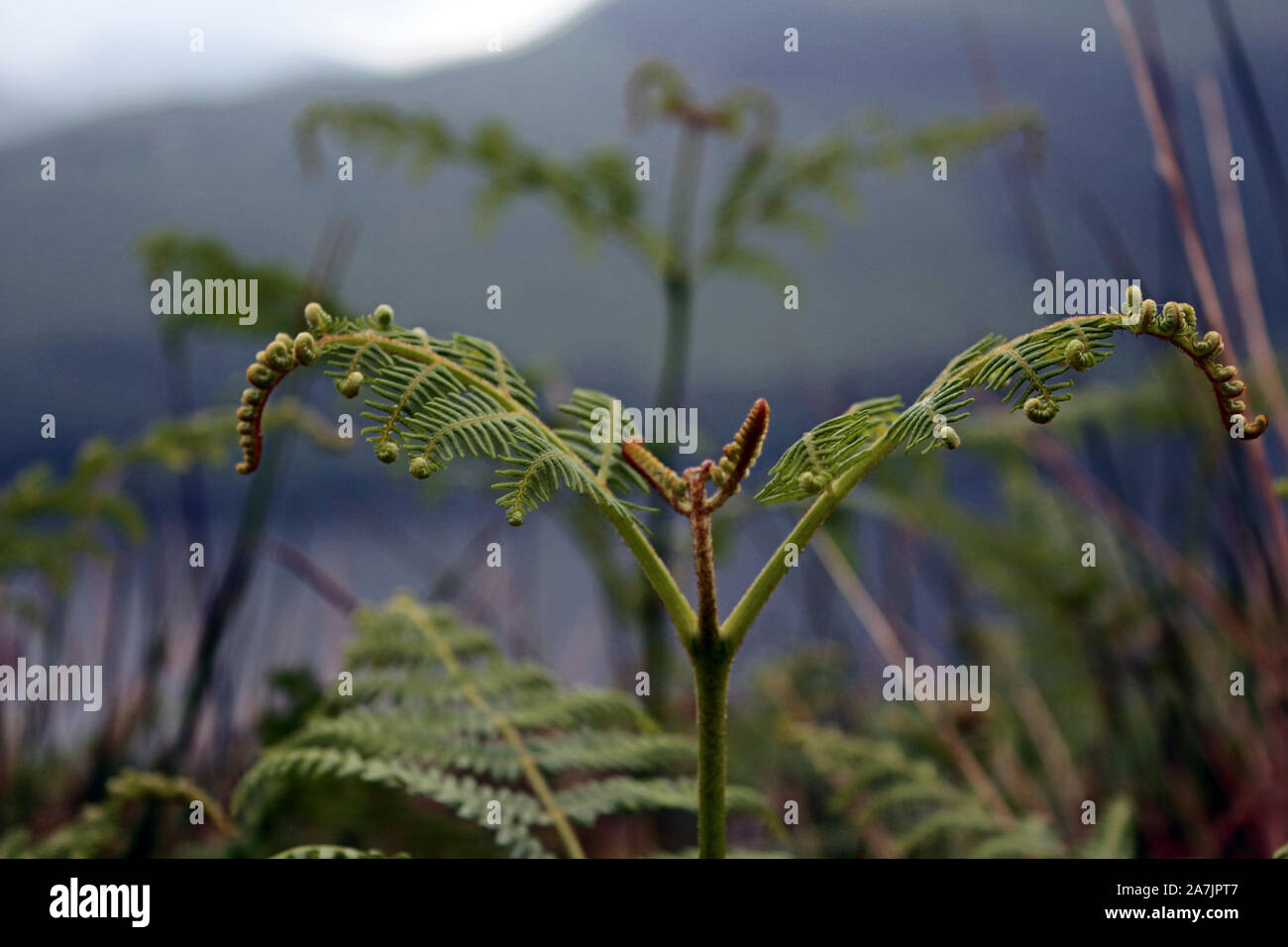 Bracken dans le Snowdonia Banque D'Images